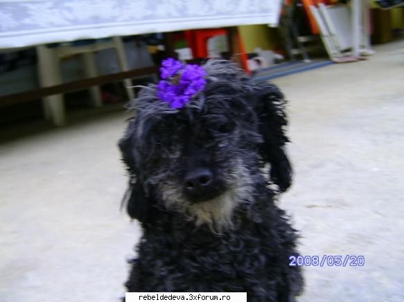 poze cu catelusha luianny(puppy sau pacho) - o sa pun o poza cu pacho - Anahi