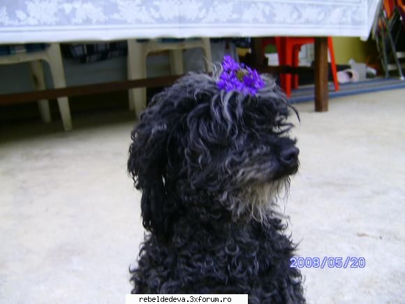 poze cu catelusha luianny(puppy sau pacho) - Doly - Anahi
