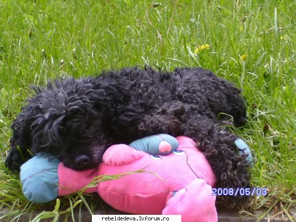 poze cu catelusha luianny(puppy sau pacho) - mai pun poze dak vreti - Anahi